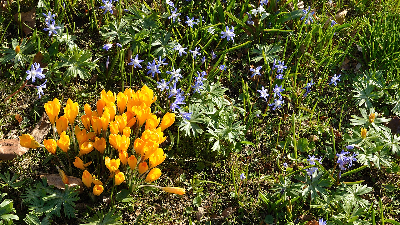 Lund-LCCC-20130419-156-.jpg - spring time every where