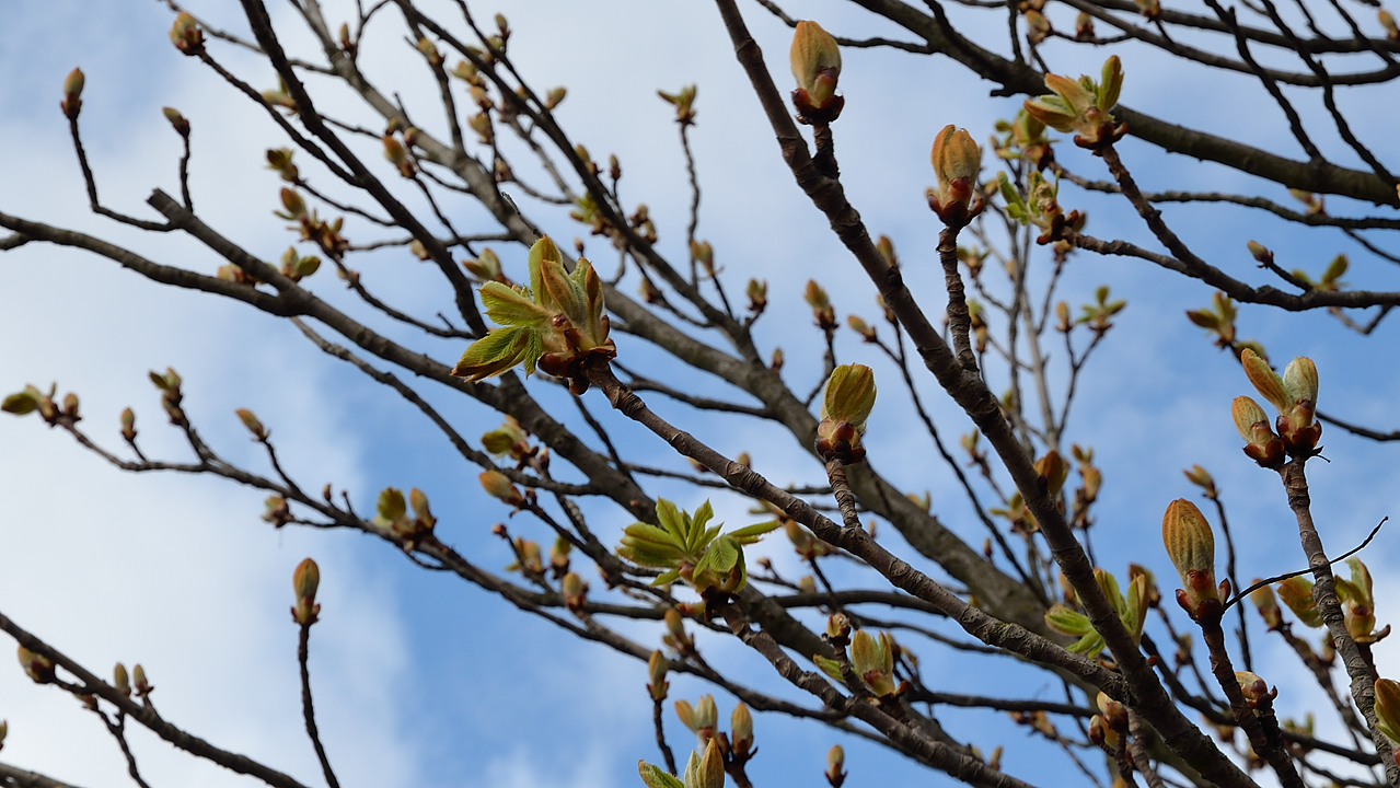 Lund-LCCC-20130419-164-.jpg - force of spring: they weren't there in the beginning of the week