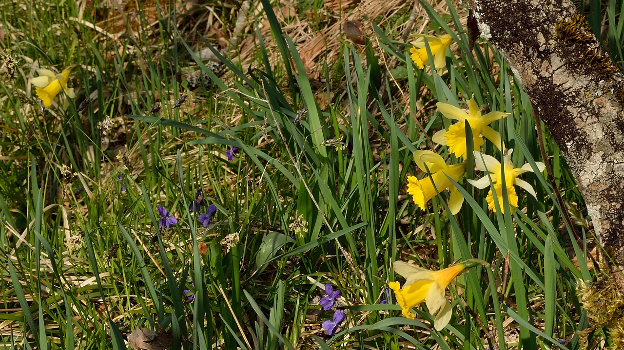 20140406-006-ETAPS-walk.jpg - daffodils (jonquilles)