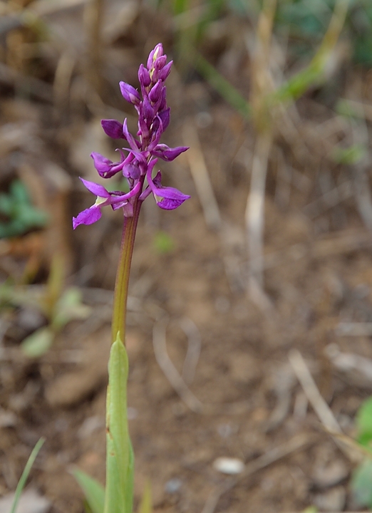20140406-011-ETAPS-walk.jpg - An early orchid