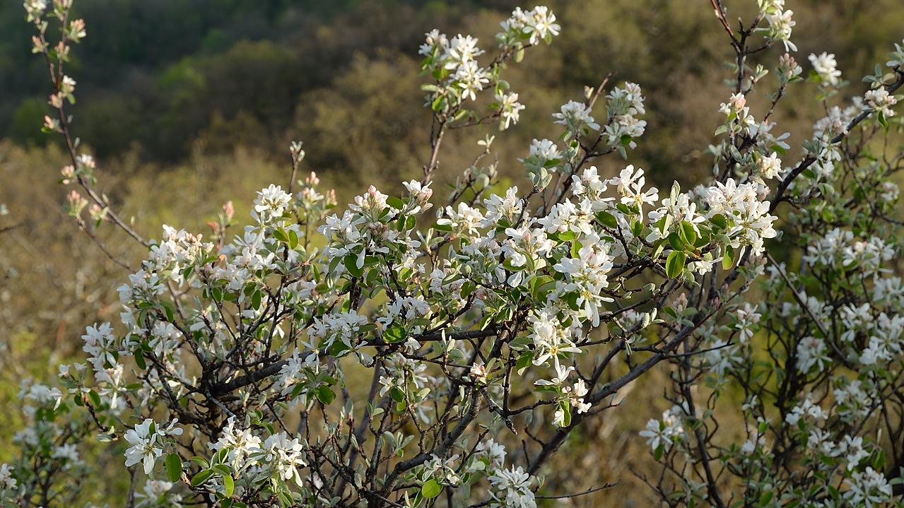 20140406-013-ETAPS-walk.jpg - Flowering wild pears (amelanchier)