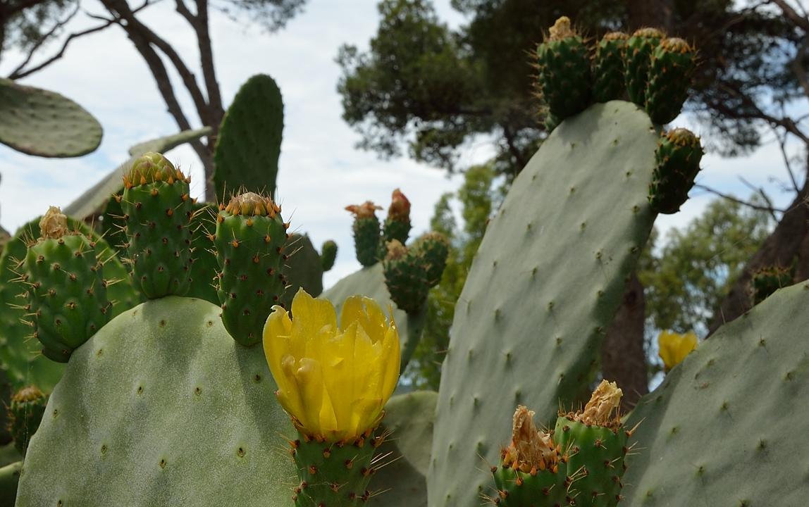 20140625-065-ISPDC-Porqueroll.jpg - Prickly pears on the domain of the holiday center