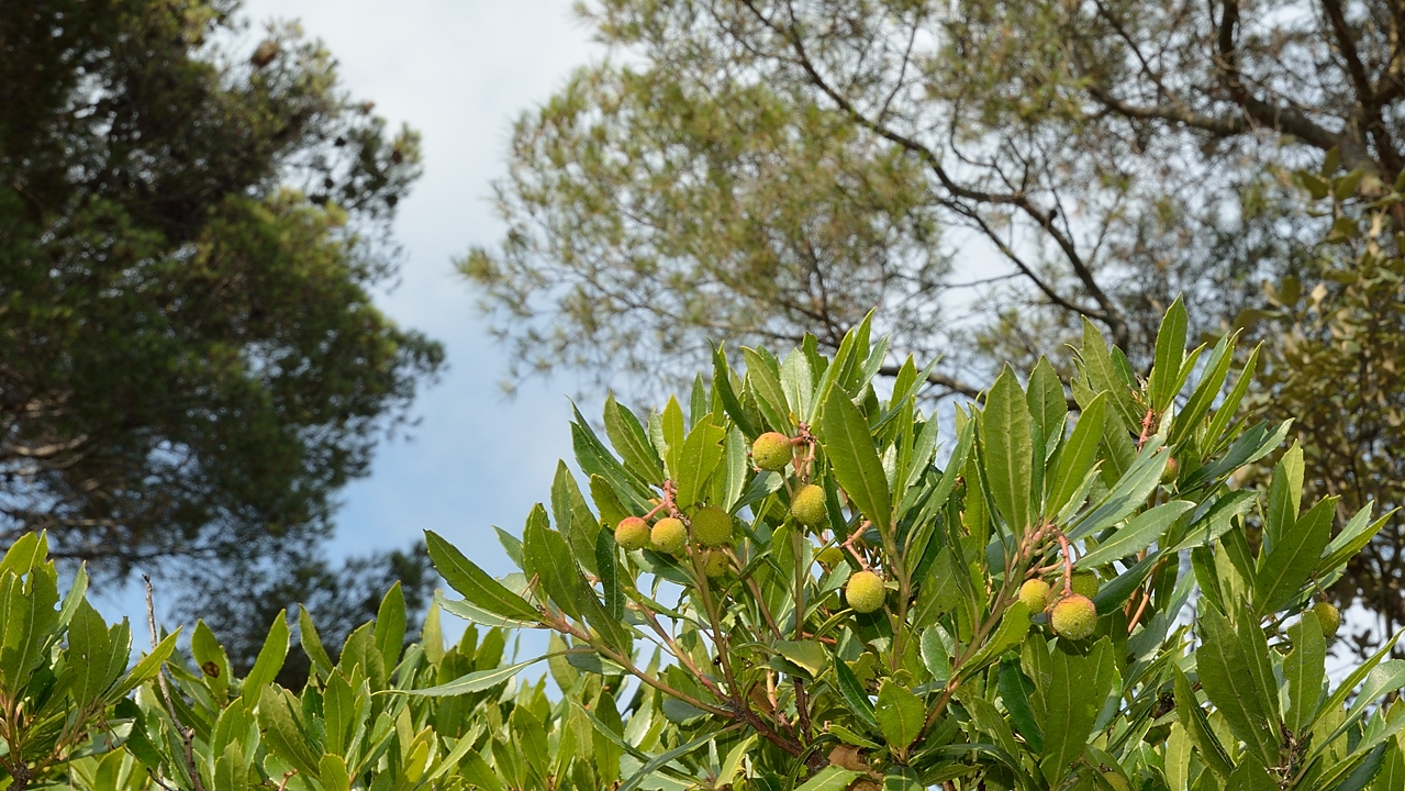 20140626-093-ISPDC-Porqueroll.jpg - Strawberry tree (arbousier)