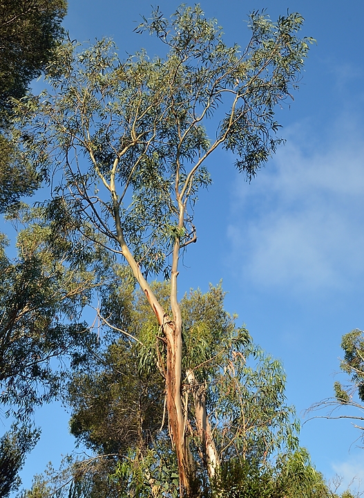 20140627-139-ISPDC-Porqueroll.jpg - Huge eucalyptus tree