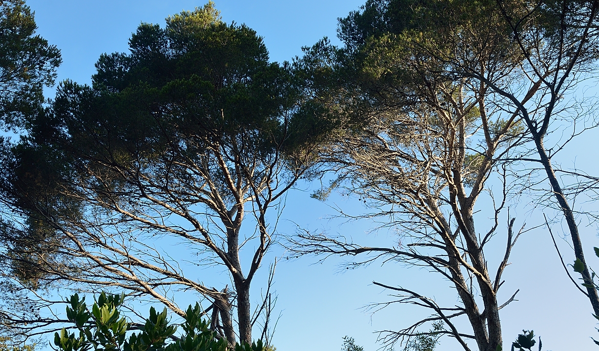 20140627-143-ISPDC-Porqueroll.jpg - Mediterranean pine  trees